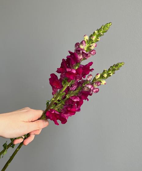colorful snapdragons