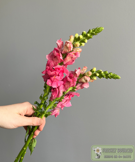 SNAPDRAGONS Hot Pink ( 1 bunch/ 10 stems)
