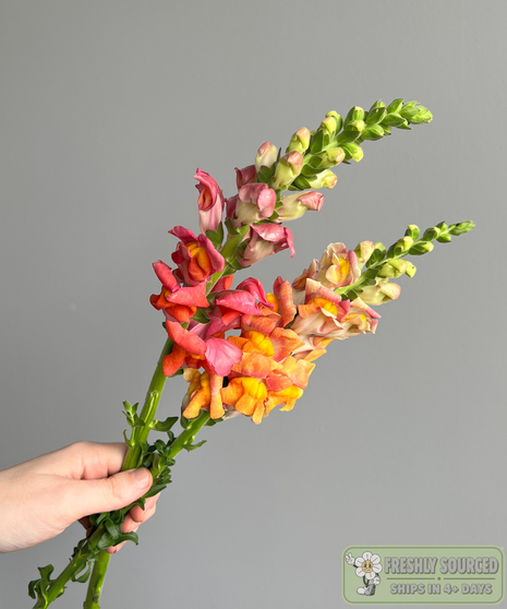 SNAPDRAGONS Orange ( 1 bunch / 10 stems)