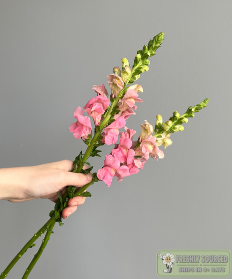 SNAPDRAGONS Pink ( 1 bunch/ 10 stems)