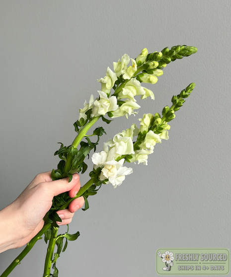 SNAPDRAGONS White ( 1 bunch / 10 stems)