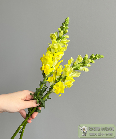 SNAPDRAGONS Yellow ( 1 bunch /  10 stems)