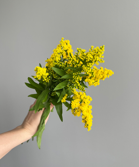 vivid bunch of yellow solidago stems held in hand on grey background
