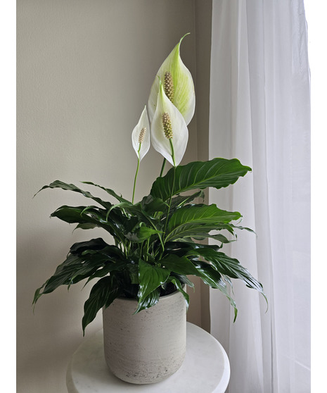 Peace Lily