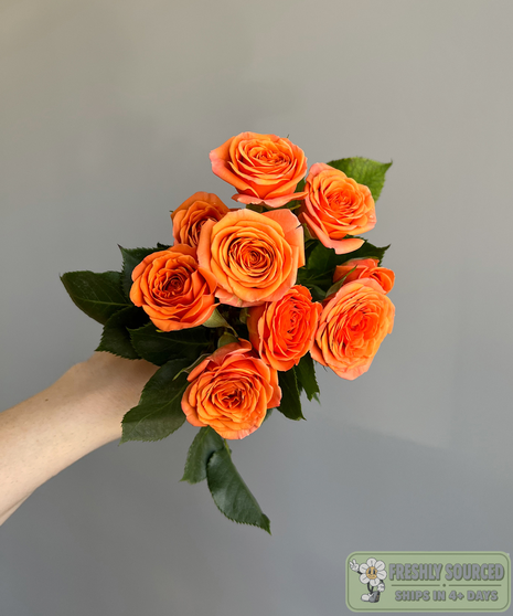 bunch of spray roses held in hand on grey background