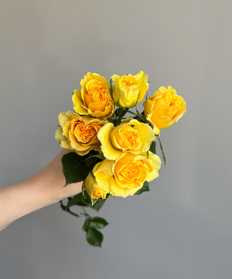 SPRAY ROSE Yellow ( 1 bunch/ 10 stems)