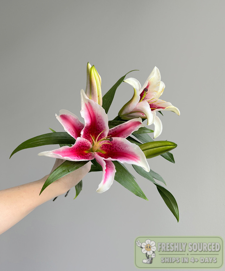 stargazer lilies