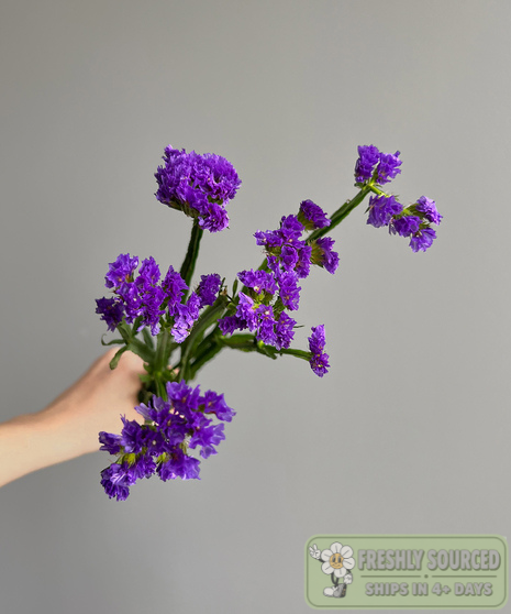 purple statice held in hand on grey background