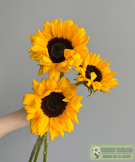three vivid sunflowers held in a hand on grey background