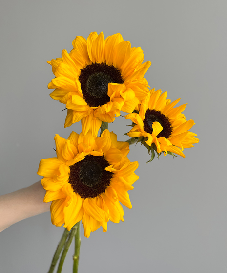 three vivid sunflowers held in a hand on grey background