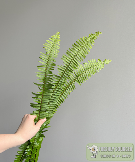 SWORD FERN ( 1 bunch/ 10 stems)