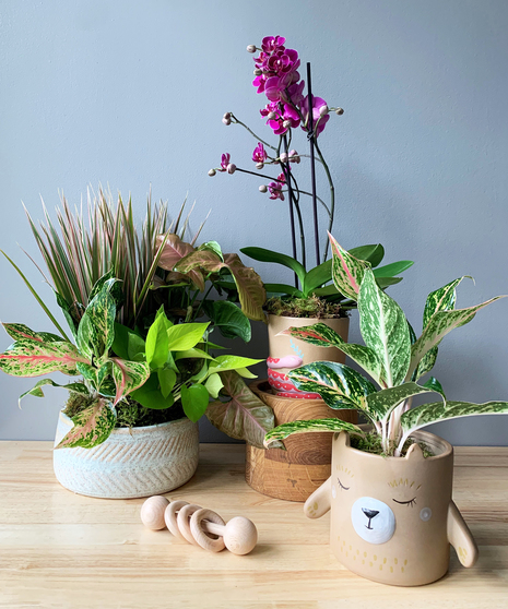 Plants