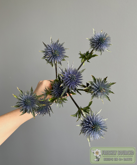 blue thistle held in hand on grey background