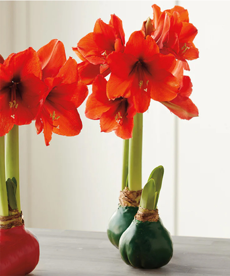 Amaryllis Wax Bulb (set of 2)