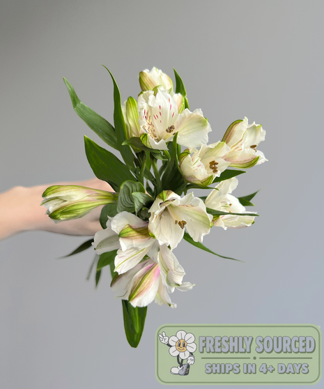 Alstroemeria White (1 bunch/10 stems)