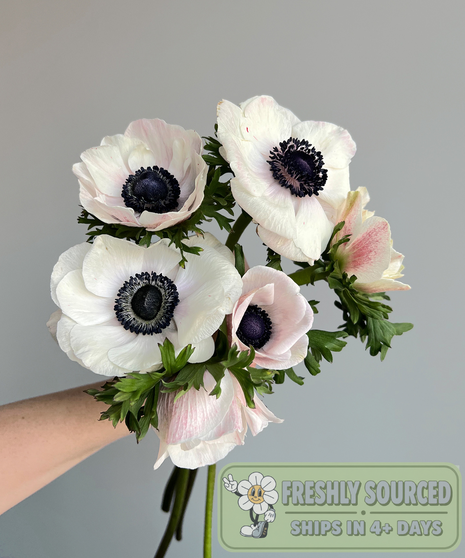 close up on anemones in white