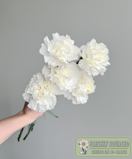 bunch of carnations held in hand on grey background