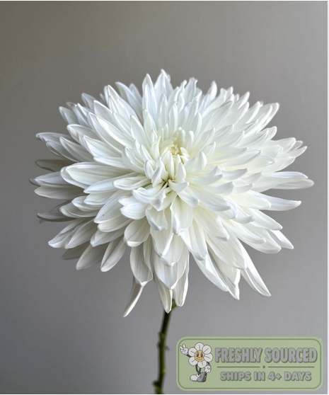 Mum White (1 bunch/10 stems)