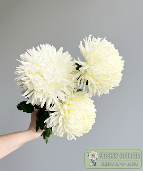 FOOTBALL MUM (1 bunch/10 stems)