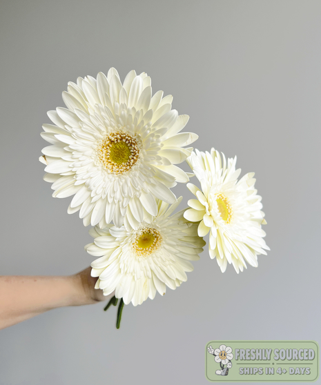 three daisies held in hand on grey background
