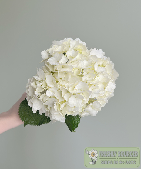 white hydrangeas