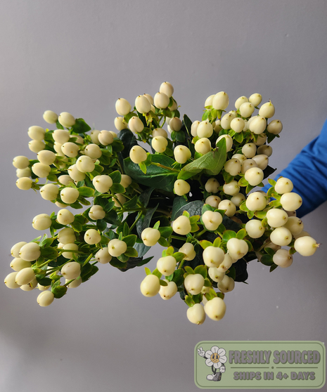 yellow billy balls held in hand on grey background