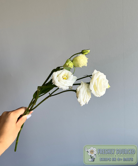 lisianthus flowers in purple, held by hand on grey background