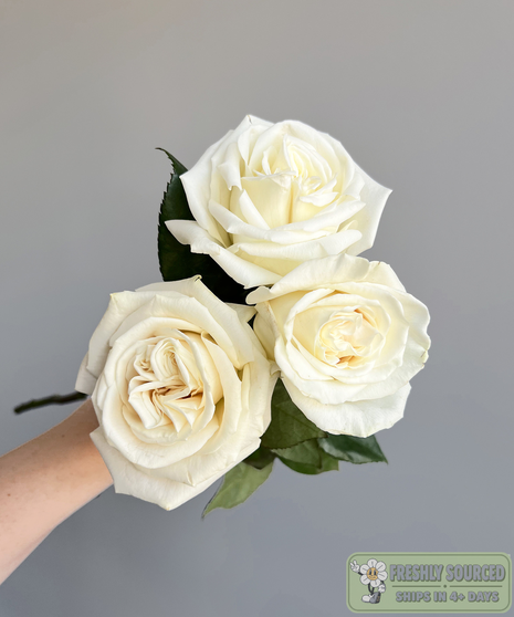 white roses held in hand on grey background