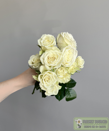 SPRAY ROSE White ( 1 bunch/ 10 stems)