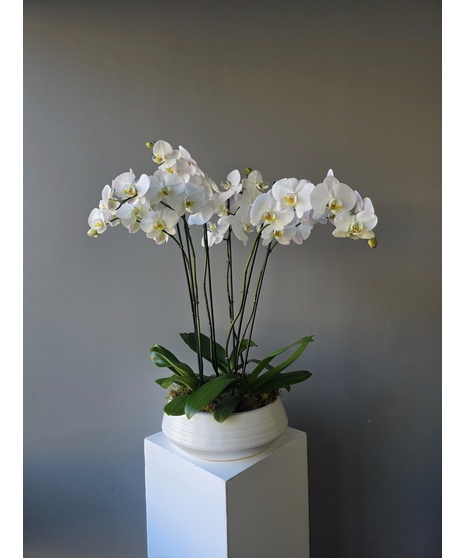 Moonstone Triple Orchids