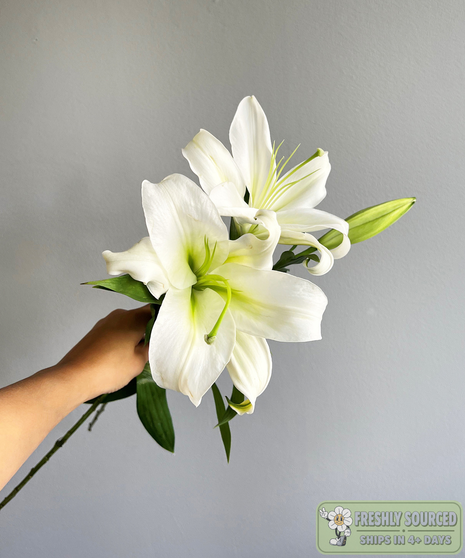 stargazer lilies