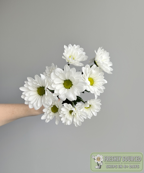 white daisy poms held in hand on grey background