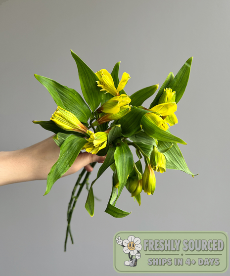 Alstroemeria Yellow (1 bunch/10 stems)