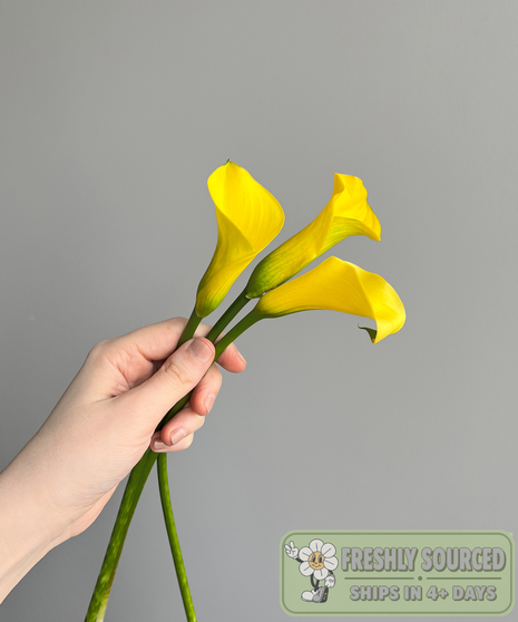 Mini Calla Lilly Yellow (1 bunch/10 stems)