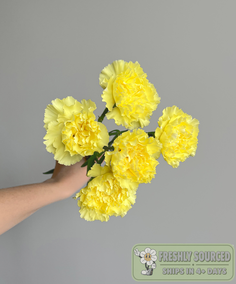 bunch of carnations held in hand on grey background