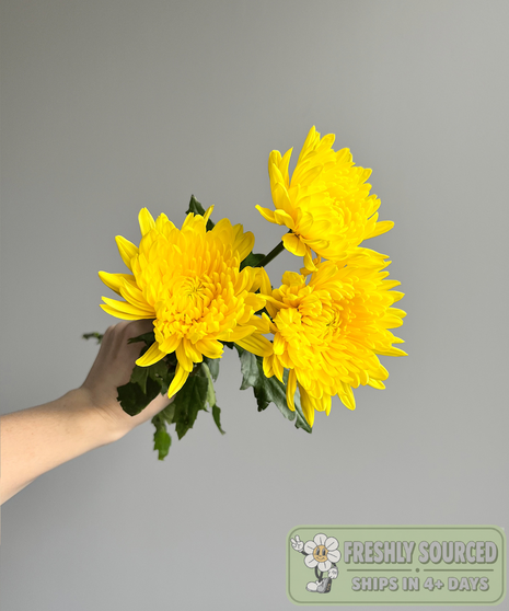 Mum Yellow (1 bunch/10 stems)