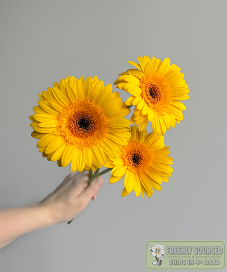 three daisies held in hand on grey background