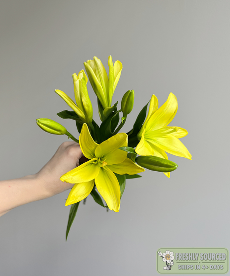 close up of Asiatic lily