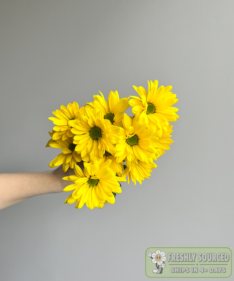 yellow daisy poms held in hand on grey background