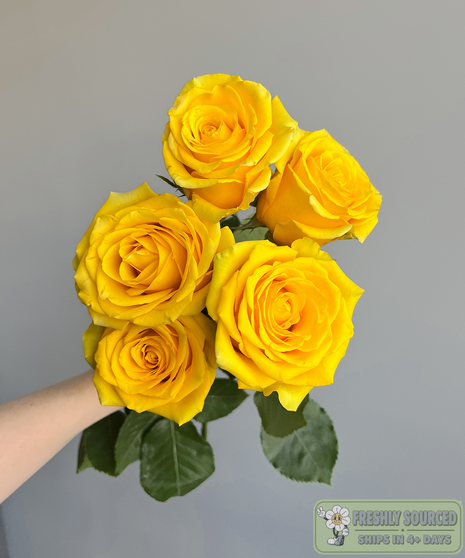 yellow roses held in hand on grey background