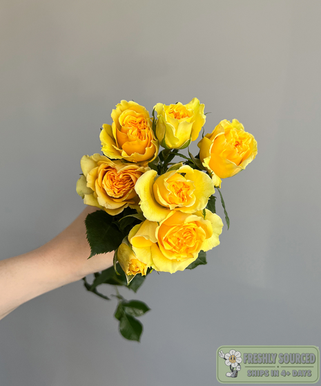 SPRAY ROSE Yellow ( 1 bunch/ 10 stems)