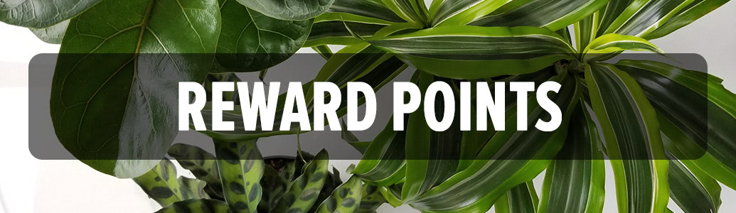 Reward Points